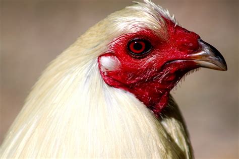 Free Images Bird Wing Animal Male Red Beak Chicken Fowl Fauna