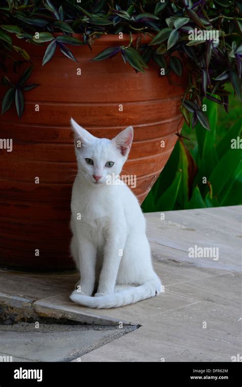 A Pretty White Cat Stock Photo Alamy