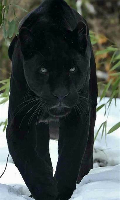 Panther Animal Jaguar Wallpapers Mobile Cat Panthers