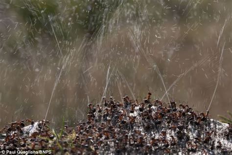 Woodland Ants Fire Foul Smelling Acid At Predators Daily Mail Online