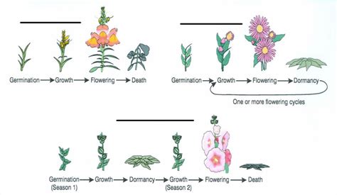 Plant Type Diagram Quizlet
