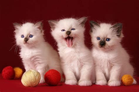 3 Cute Kittens Hd Desktop Wallpaper Widescreen High Definition