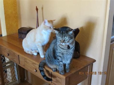 Your cat sitter will follow your cats' routines. Visit Beautiful Southwest House Sitter Needed near airport ...