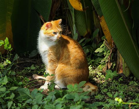 Fotos Gratis Césped Flor Fauna Silvestre Mascota Felino Bigotes