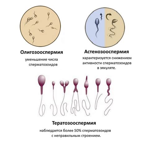 Как сделать сперму От чего зависит вкус спермы и как его изменить