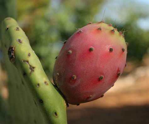 Being desert cacti, many people think you don't have to water them. My guide to eating prickly pears in Italy