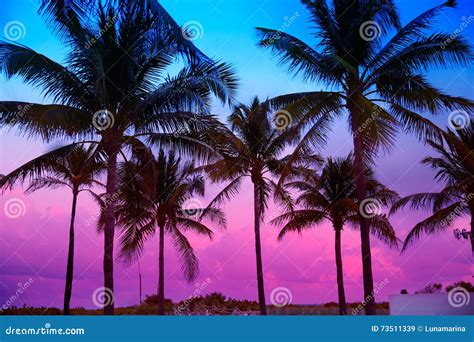Palmiers Du Sud La Floride De Coucher Du Soleil De Plage De Miami Beach