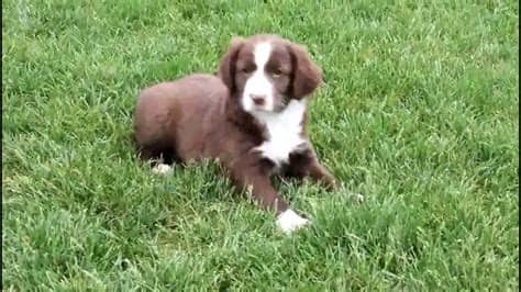 English Springer Spaniel Mix Puppies For Sale - YouTube