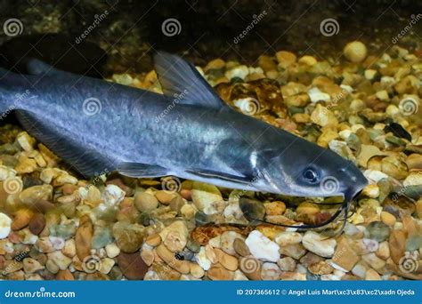 The Channel Catfish Ictalurus Punctatus Invasive Species In Spain