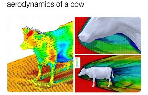Aerodynamics Of A Cow Moose Art Animals Cow