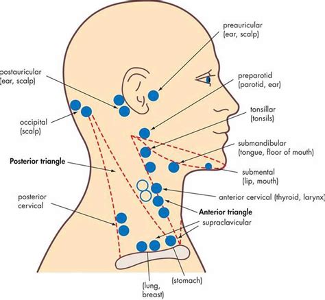 Lymph Nodes Head And Neck Picture Lymph Node Location Of Head And My