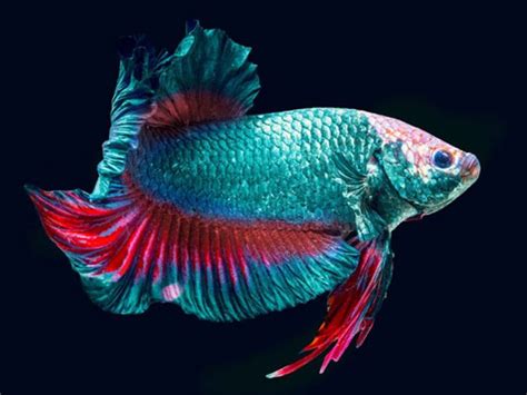 The Complete Giant Betta Care Guide Fishkeeping World