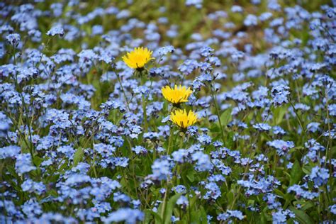 무료 이미지 자연 들 목초지 대초원 푸른 닫기 플로라 야생의 꽃 야생화 뾰족한 꽃 날 잊지 마라 서식지