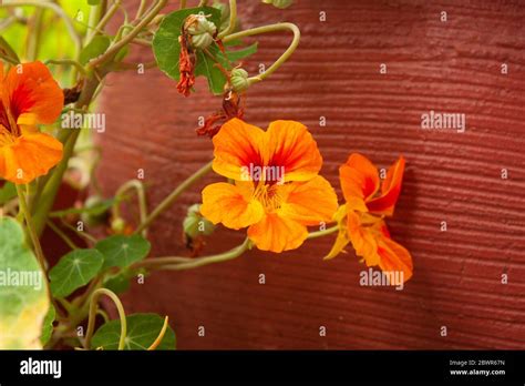 Delicate Five Petal Flowers In Mexican Garden Stock Photo Alamy