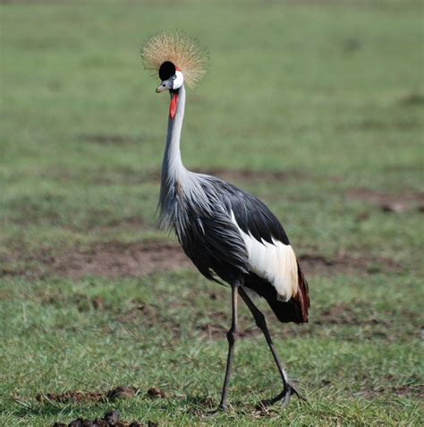 Birding Tanzania Birds Of Tanzania