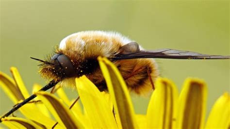 Bbc Earth Parasitic Bee Mimics In Your Back Garden