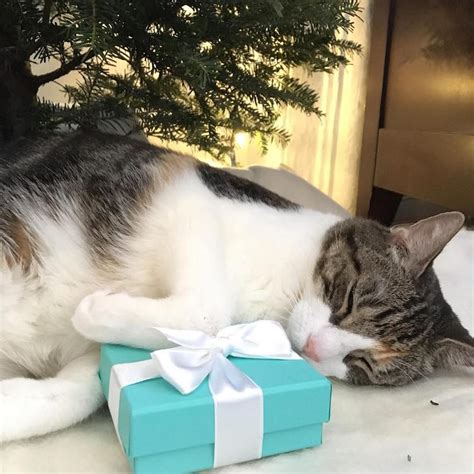 Popular hashtags for cat on twitter and instagram. Christmas Cats of Instagram Celebrate Social Media's ...