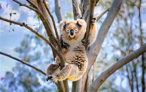 Baby Koala Wallpaper 57 Images