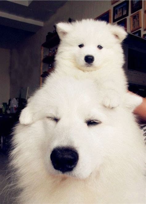 So Cute Samoyeds Cute Dogs Puppies Cute Animals