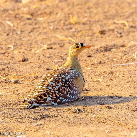 Double Banded Sandgrouse By Kc3m