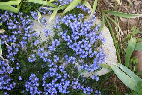 The political climate in aurora, co is somewhat liberal. Sprawling perennial ground cover less than 1" tall, even ...