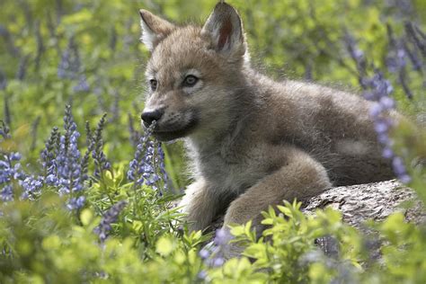 Gray Wolf Pup By Tim Fitzharris The World Of Wolves