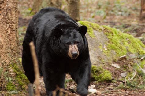 American Black Bear Picture And Information By Pets Planet