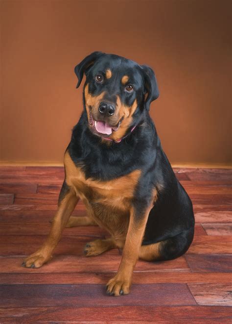 Adopting a dog from the prison trained k9 companion program (ptkcp) is a special privilege because your dog comes fully trained with a lifetime of support (see alumni. Rottweiler dog for Adoption in Evergreen, CO. ADN-824846 ...