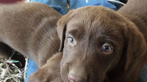 Labrador Retriever Puppies Availablle In Denver Colorado Youtube