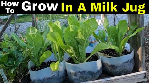 How To Grow In A Milk Jug Youtube