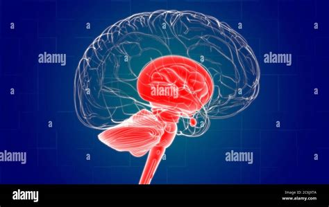 parties internes du cerveau humain illustration de l anatomie pour le