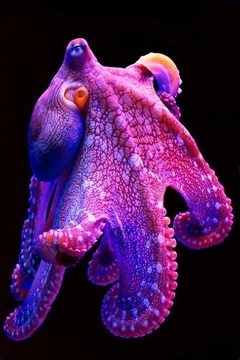 Octopus Ocean And Marine Life On Pinterest