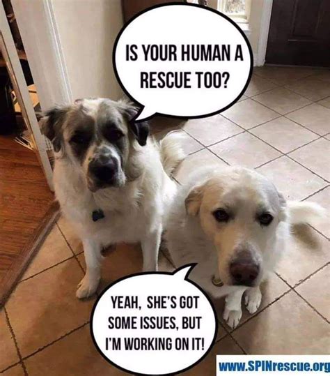 Is Your Human A Rescue Too Funny Animal Memes Funny Animals Animal