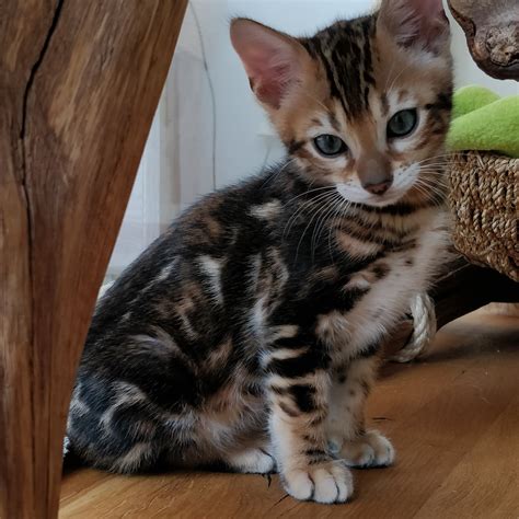 A Beautiful Marbled Kitten Born 2019 He Ist So Sweet His Name Is