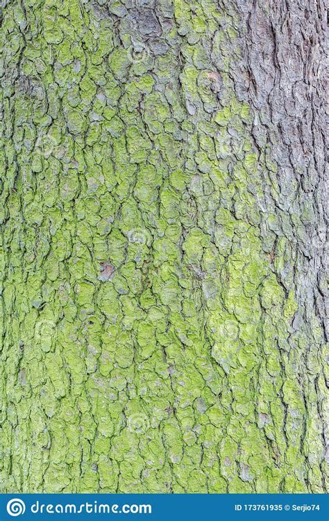 Green Moss On The Pine Tree Bark Stock Image Image Of Board Lumber