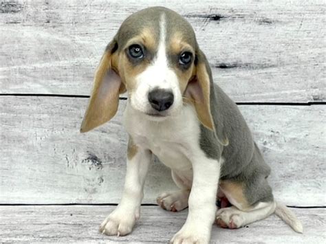 Blue Beagle Puppy