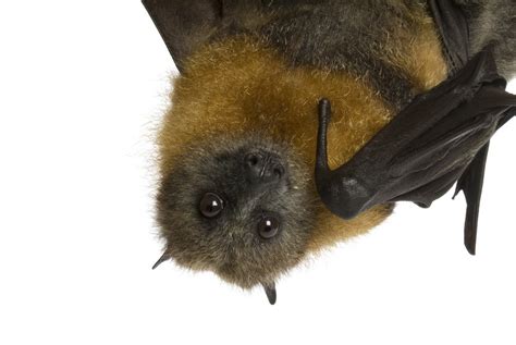 Fruit Bat Facts And How To Get Rid Of Them Pest Wiki
