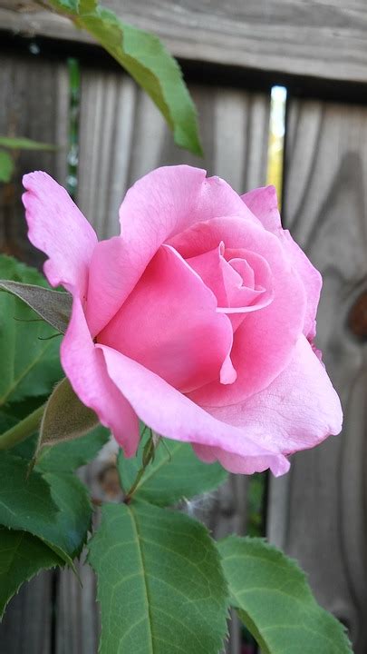 Flor Rosa Pink Borrado De Madeira · Foto Gratuita No Pixabay