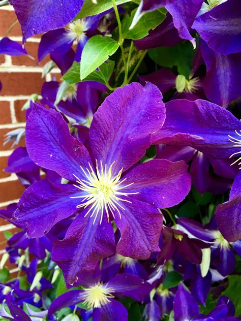 Clematis Is Climbing Photo By Lisavee Flower Photos Clematis Garden