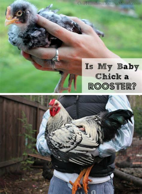 Read honest and unbiased product reviews from our users. How Can I Tell If My Chick is a Rooster? - One Hundred ...