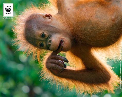 Only the best hd background pictures. 38+ Baby Orangutan Wallpaper on WallpaperSafari