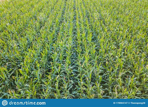 Aerial View From Drone Of Cultivated Green Corn Field Landscape For