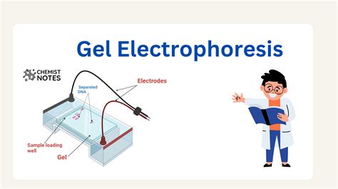 Gel Electrophoresis Easy Principle Media6 Types Application