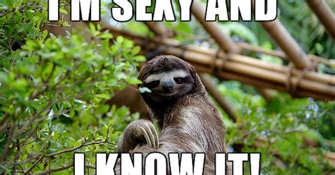 Sexy Sloth Meme On Imgur