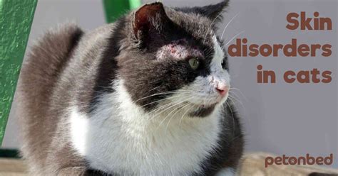 Common Skin Disorders In Cats • Pet On Bed