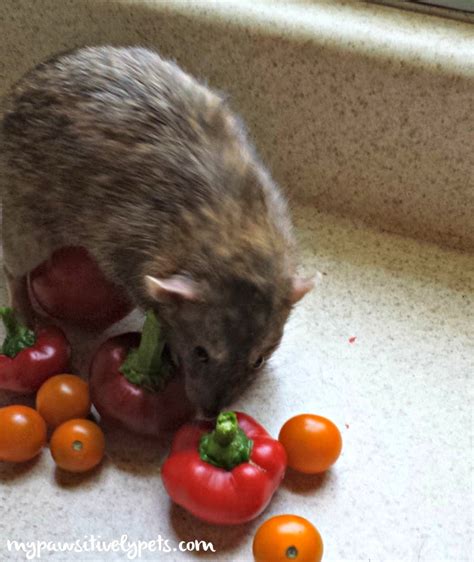 First things first, your pet rat may not of eaten the poison and some other ferel creature did. What Kind of Foods Do Pet Rats Like to Eat? | Pawsitively Pets