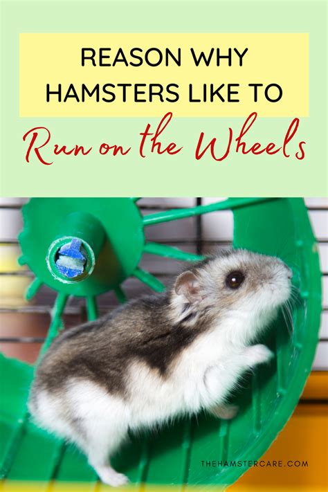 Why Do Hamsters Run On Wheels Benefits Of The Wheels Wheels Vs