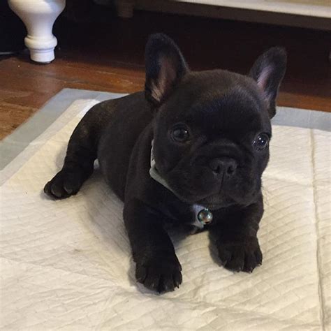 Black French Bulldog Puppies For Sale Black Frenchie Puppy Price