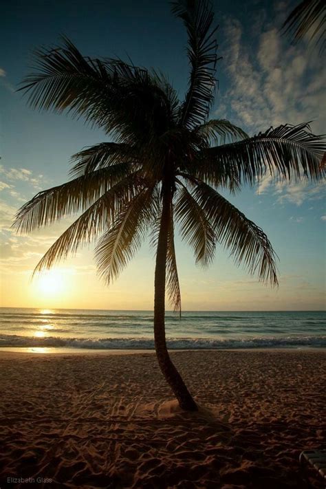 Palm Tree Jamaica Pictures Negril Jamaica Jamaican Beaches