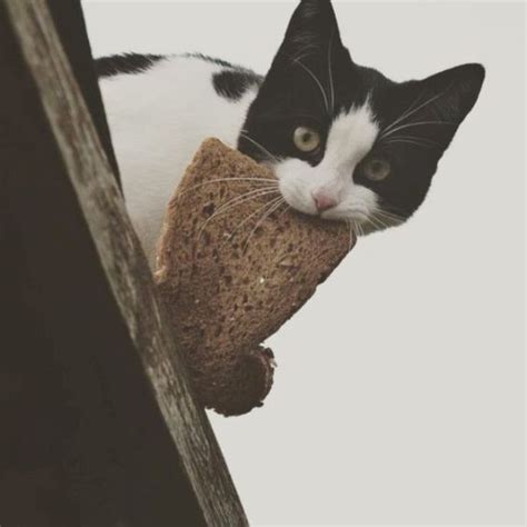 Can Cats Eat Bread Is Bread Safe For Cats Cattime Anak Kucing